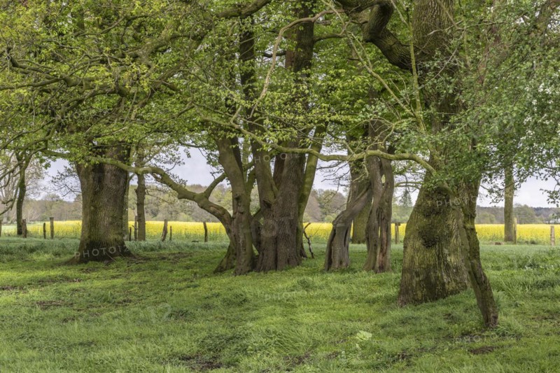 English oaks (Quercus robur) and alders (Alnus glutinosa) in a meadow, Emsland, Lower Saxony, Germany, Europe