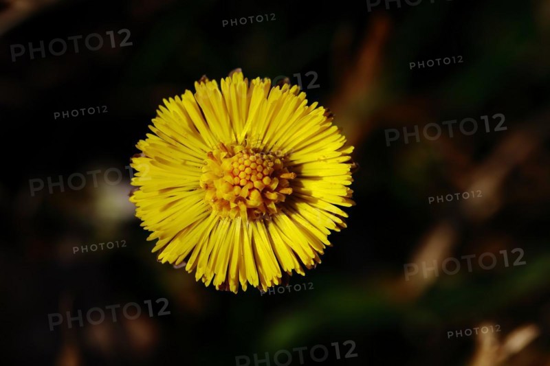 Coltsfoot (Tussilago farfara), close-up of a flower, Wilnsdorf, North Rhine-Westphalia, Germany, Europe