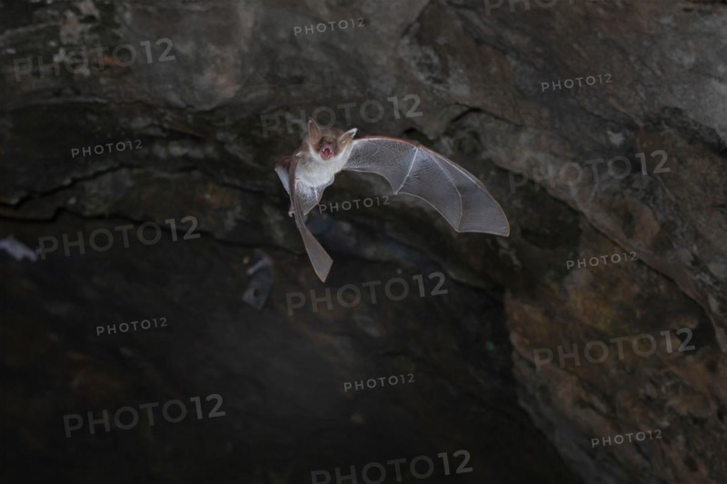 Greater mouse-eared bat (Myotis myotis) flying out of the cave exit, Lower Saxony, Germany, Europe