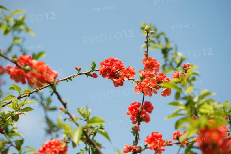Branch with bright red flowers, spring mood, japanese quince (Chaenomeles speciosa) (syn.: Chaenomeles lagenaria) or tall ornamental quince, branches with bright red flowers and fresh green leaves against a clear blue sky, sunny day, Allertal, Lower Saxony, Germany, Europe
