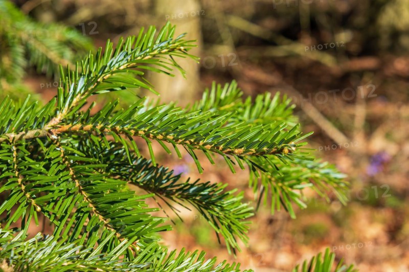 Branch of a Veitch's silver-fir (Abies veitchii) with green needles in a woodland