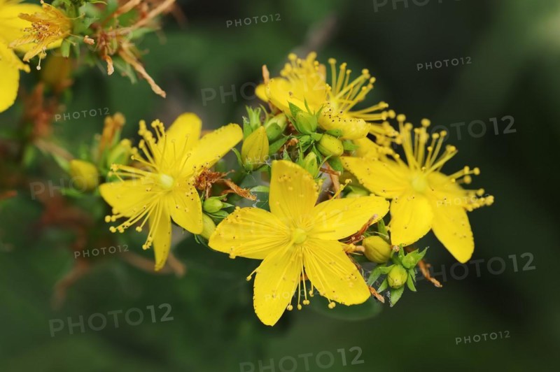 Imperforate st john's-wort (Hypericum maculatum), flowers, North Rhine-Westphalia, Germany, Europe