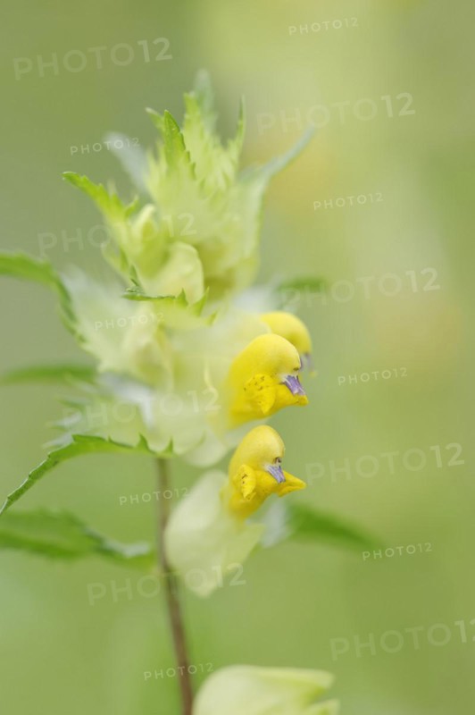 Greater yellow-rattle (Rhinanthus angustifolius), flowers, North Rhine-Westphalia, Germany, Europe