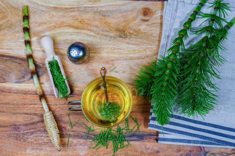 Infusion of horsetail Equisetum arvense, medicinal plant for health care with fresh branches just picked from the field