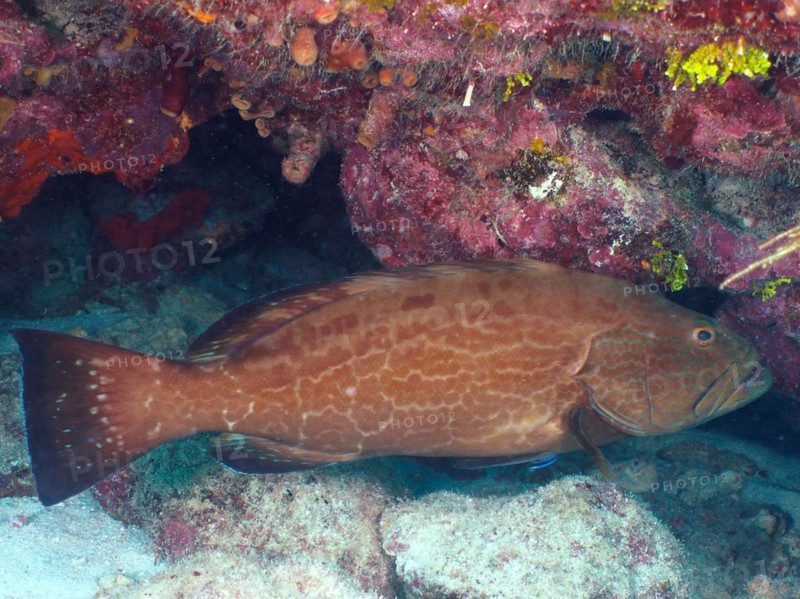 Black grouper (Mycteroperca bonaci), John Pennekamp Coral Reef State Park dive site, Key Largo, Florida Keys, Florida, USA, North America