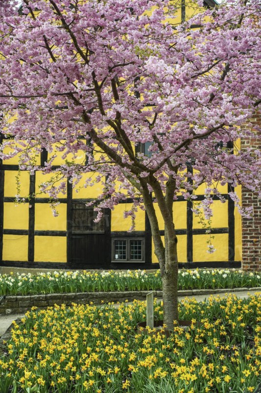 Flowering Winter Cherry (Prunus x subhirtella) 'Autmnalis ' rosea at halftimbered house in Ystad, Scania, Skane, Sweden, Scandinavia, Northern Europe, Europe
