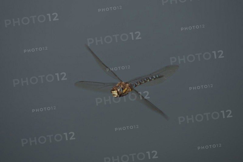 Migrant hawker dragonfly (Aeshna mixta) adult in flight in summer, Suffolk, England, United Kingdom, Europe