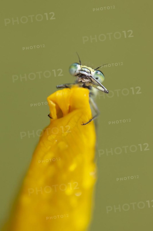 Common blue damselfly (Enallagma cyathigerum) adult on a Yellow iris flower in summer, Norfolk, England, United Kingdom, Europe