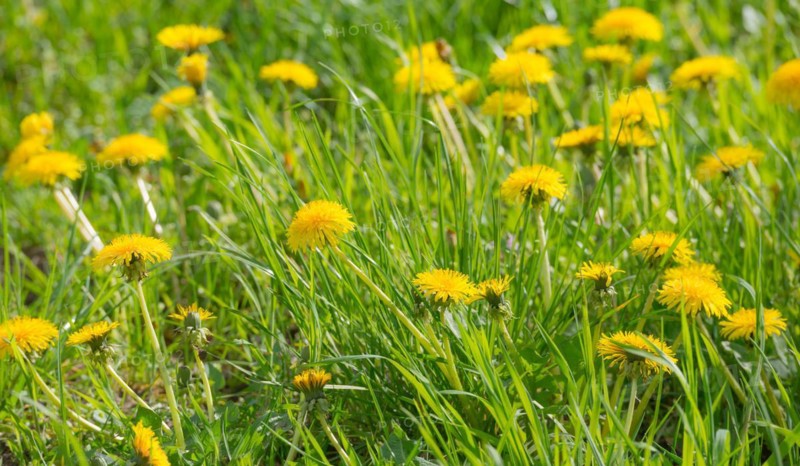 Many yellow flowers of dandelion, dandelion, buttercup, common dandelion (Taraxacum ruderalia) shine on a sunny day on a green meadow in the grass, spring, spring, summer on a green meadow, Allertal, Lower Saxony, Germany, Europe
