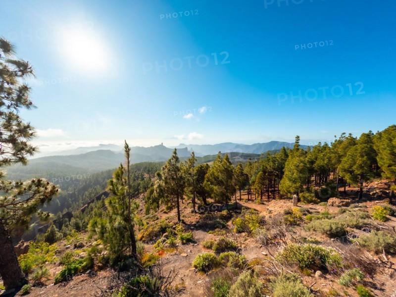 Landscapes full of pine trees at a viewpoint of Roque Nublo in Gran Canaria, Canary Islands
