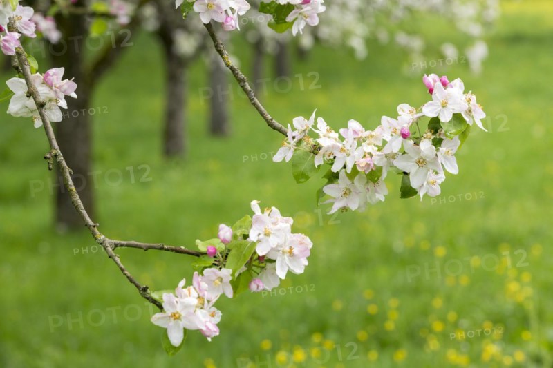 Branches of a blossoming apple tree, meadow orchard, Baden, Wuerttemberg, Germany, Europe