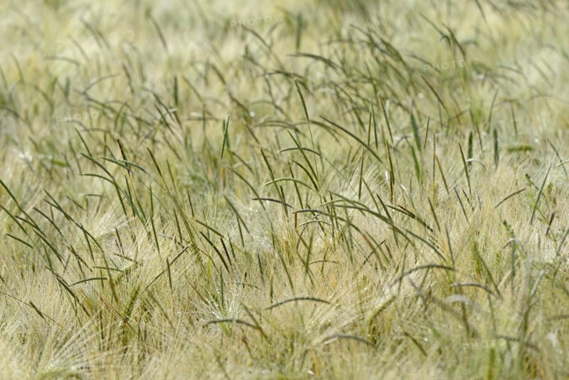 Foxtail grass (Alopecurus) in a green cereal field, North Rhine-Westphalia, Germany, Europe