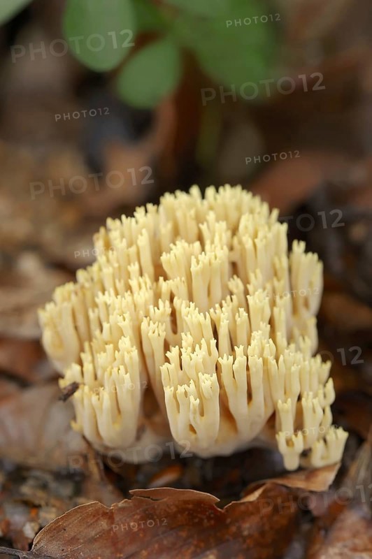 Tricoloured coral or beautiful coral (Ramaria formosa), North Rhine-Westphalia, Germany, Europe