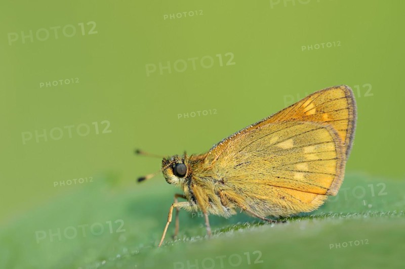 Rusty-coloured Fritillary (Ochlodes sylvanus, Augiades sylvanus), North Rhine-Westphalia, Germany, Europe