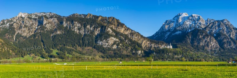 Dandelion (Taraxacum sect. Ruderalia) in spring, meadow near Hopfensee, behind it the Saeuling, 2057m, Ostallgaeu, Allgaeu, Bavaria, Germany, Europe