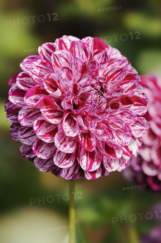 Dahlia 'Marble Ball' (Dahlia Hybride), flower, ornamental plant, North Rhine-Westphalia, Germany, Europe