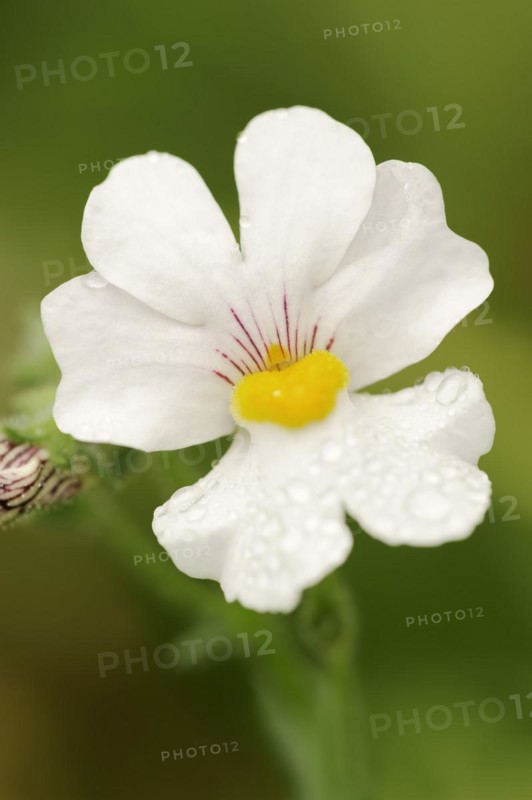 Elf mirror 'Sunsatia Plus' (Nemesia Fruticans-Hybride), flower, ornamental plant, North Rhine-Westphalia, Germany, Europe
