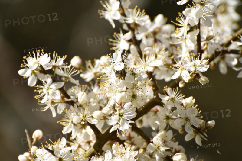 Hawthorn blossom in the valley near Weiden im Hunsrueck, Rhineland-Palatinate, Germany, Europe