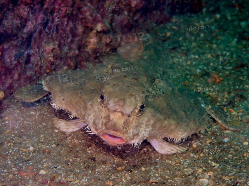 Rolex Reef bat (Ogcocephalus parvus), sea bat, Rolex Reef dive site, Destin, Panhandle, Gulf of Mexico, Florida, USA, North America