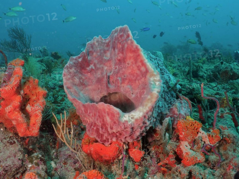 Giant barrel sponge (Xestospongia muta), dive site Paul's Reef, reef, Riviera Beach, Florida, USA, North America