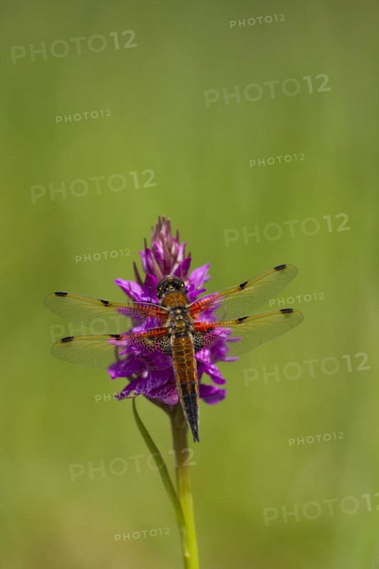 Four spotted chaser dragonfly (Libellula quadrimaculata) adult resting on a Marsh orchid in the summer, Norfolk, England, United Kingdom, Europe