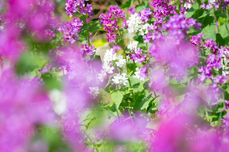 A colourful flower bed with purple, pink and white flower-bed, annual honesty (Lunaria annua) or garden silverleaf, Judas silverleaf, Judas penny, silver thaler, violet or garden moon violet, fresh green leaves, garden, spring, springtime, close-up, macro shot, detail shot, focus with strongly blurred, purple flower-bed in the foreground, sunny day, Allertal, Lower Saxony, Germany, Europe