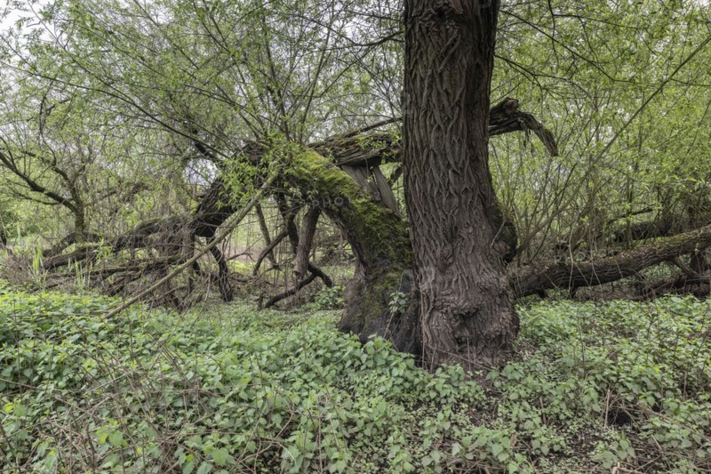 Old willows (Salix alba) in the quarry forest, Emsland, Lower Saxony, Germany, Europe