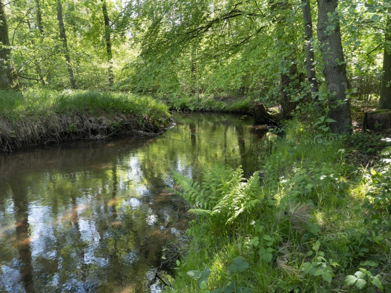 Stream and floodplain of the Dalke with alder forest in spring, Guetersloh, North Rhine-Westphalia, Germany, Europe