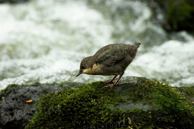 White-throated Dipper (Cinclus cinclus) young bird foraging in moss-covered rock in rushing water, Paderborn, North Rhine-Westphalia, Germany, Europe