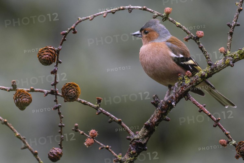 Common chaffinch (Fringilla coelebs) on a larch branch, Emsland, Lower Saxony, Germany, Europe