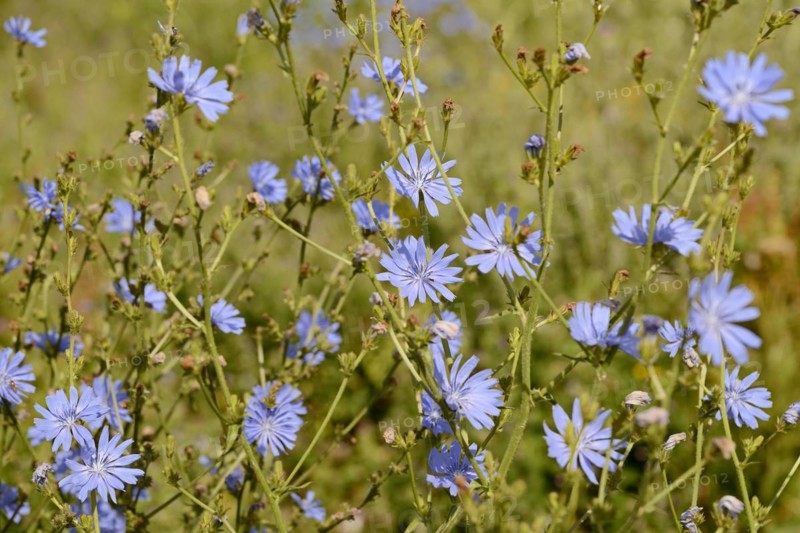 Common chicory (Cichorium intybus), inflorescence, North Rhine-Westphalia, Germany, Europe