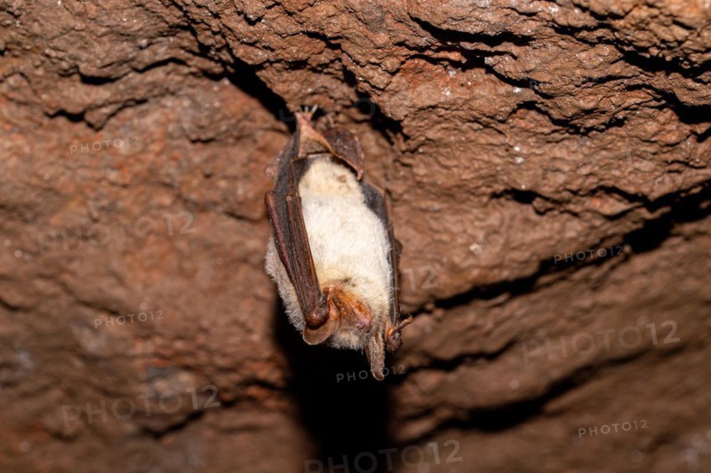 Greater mouse-eared bat (Myotis myotis), hibernating in a cave, North Rhine-Westphalia, Germany, Europe