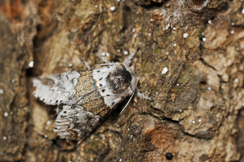 Sallow kitten moth (Furcula furcula), North Rhine-Westphalia, Germany, Europe