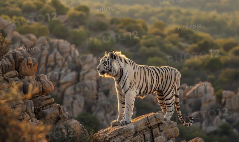 A white tiger standing tall on a rocky outcrop AI generated