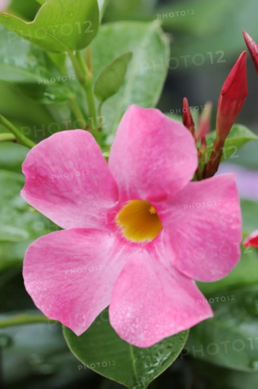 Mandevilla (Dipladenia sanderi, Mandevilla sanderi), flower, ornamental plant, North Rhine-Westphalia, Germany, Europe