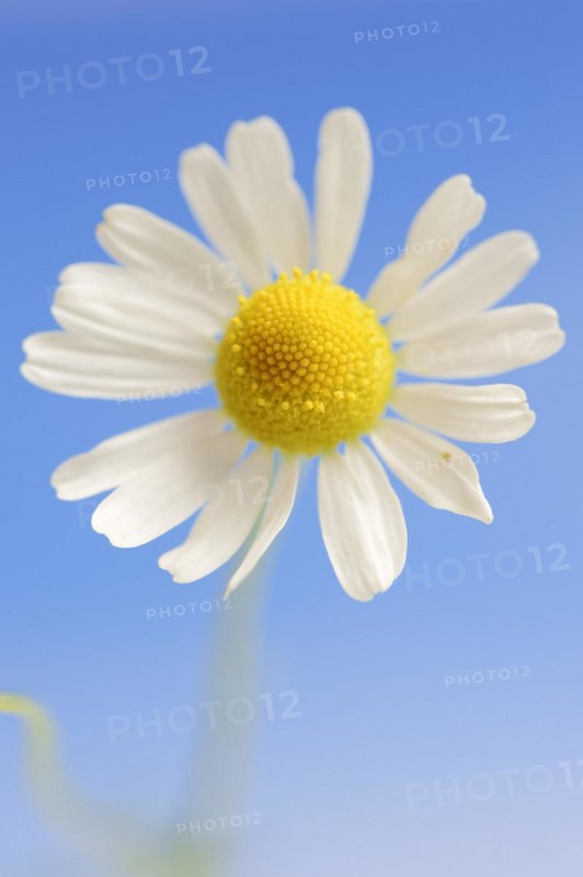 Chamomile (Matricaria recutita, Matricaria chamomilla), flower, medicinal plant, North Rhine-Westphalia, Germany, Europe