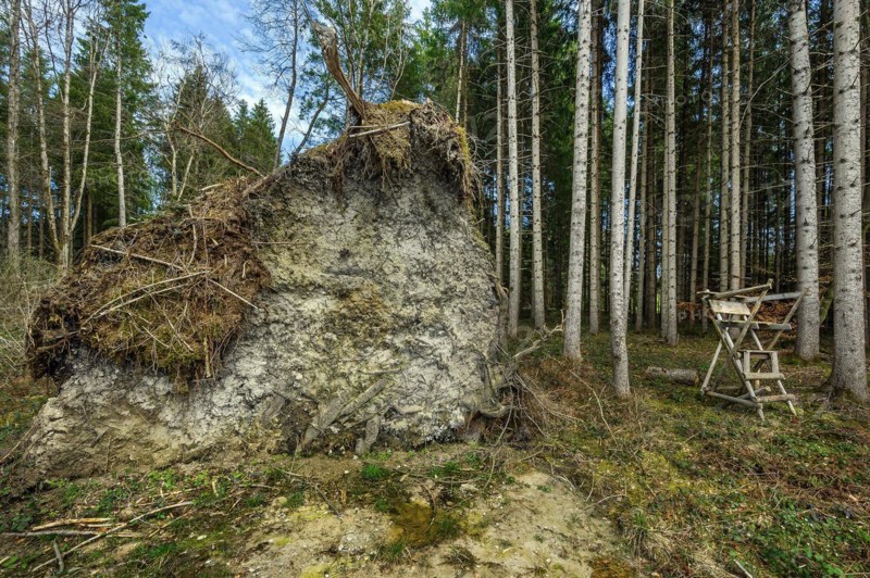 Tree uprooted by storm damage, Kemptner Wald, Allgaeu, Swabia, Bavaria, Germany, Europe