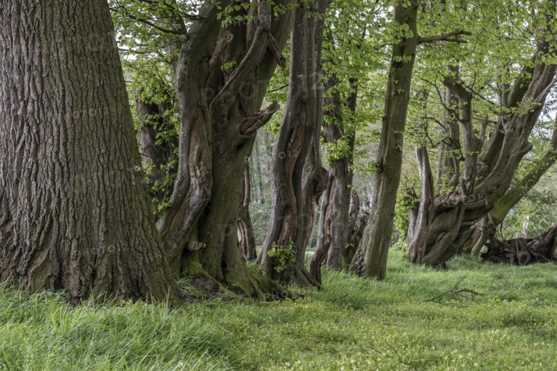 Old european hornbeams (Carpinus betulus), Emsland, Lower Saxony, Germany, Europe