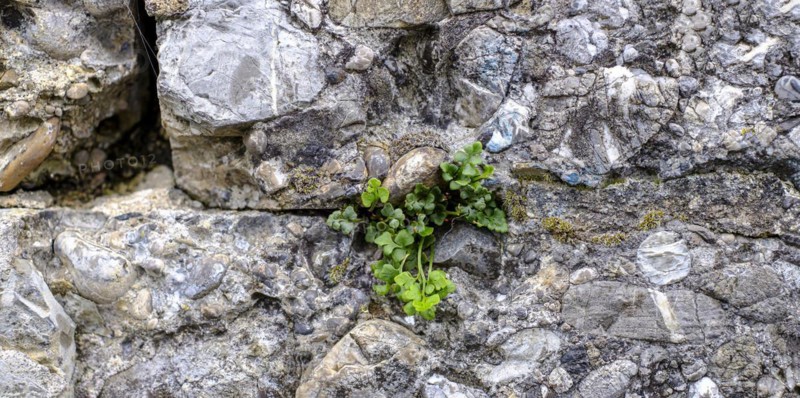 Plant green sprouts from a wall joint