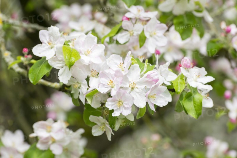 Branches of a blossoming apple tree, meadow orchard, Baden, Wuerttemberg, Germany, Europe