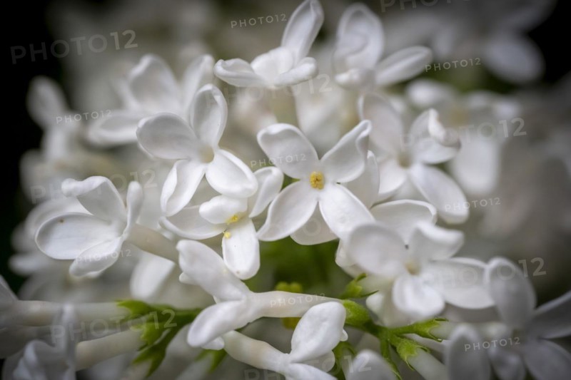 Common lilac (Syringa vulgaris), white flowers, Germany, Europe