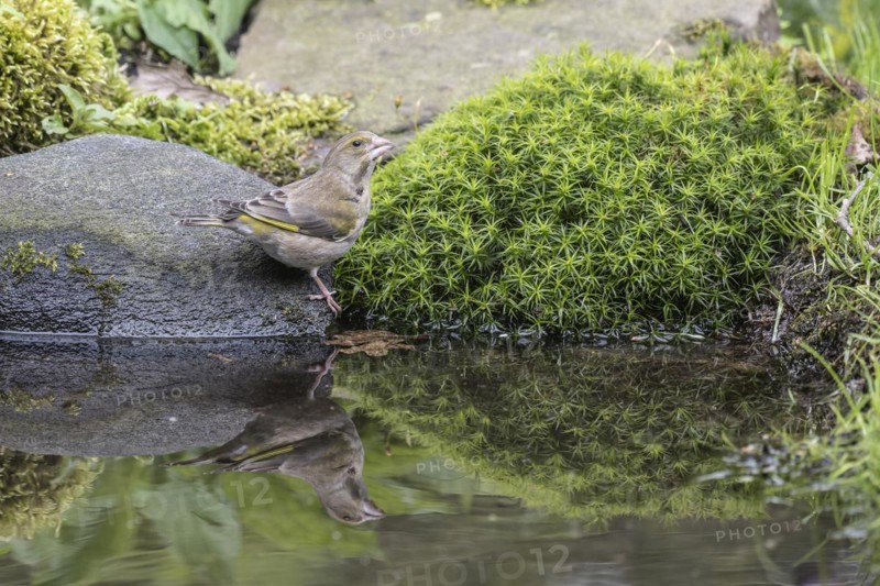 European greenfinch (Carduelis chloris) at the drinking trough, Emsland, Lower Saxony, Germany, Europe