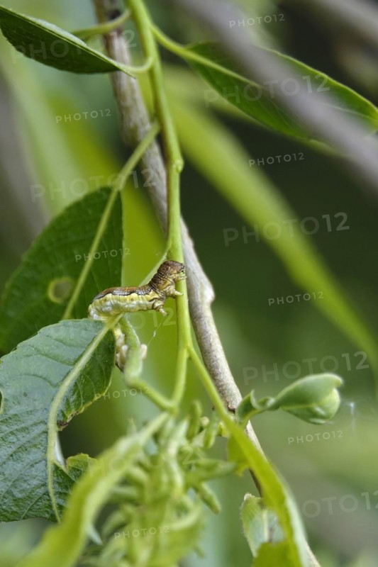 Mottled umber (Erannis defoliaria), caterpillar, spring, Germany, Europe