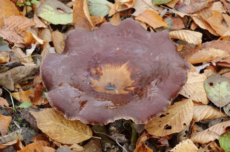 Chestnut-brown stem porling or black-red porling (Picipes badius, Polyporus badius), autumn, North Rhine-Westphalia, Germany, Europe