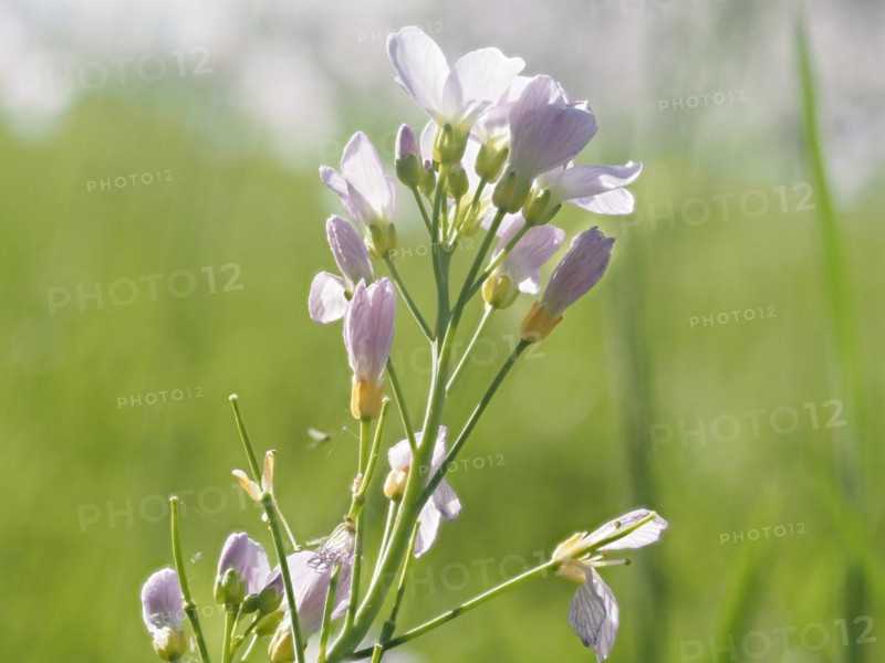 Cuckoo flower (Cardamine pratensis), Leoben, Styria, Austria, Europe