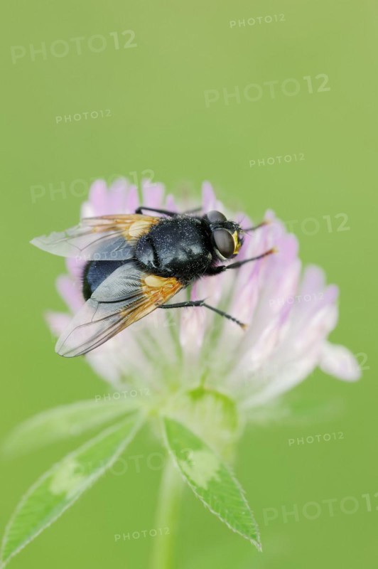 Cattle fly or noonday fly (Mesembrina meridiana) on red clover (Trifolium pratense), North Rhine-Westphalia, Germany, Europe