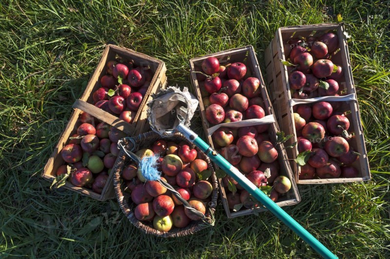 Freshly picked apples of the Winterranbur variety in baskets with apple pickers in the grass, Middle Franconia, Bavaria, Germany, Europe