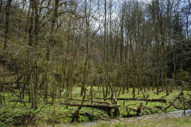 Ancient alluvial forest on the edge of the Grosse Lauter in the Grosse Lautertal near Lauterach, Munderkingen, Swabian Alb, Baden-Wuerttemberg, Germany, Europe