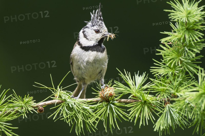 Crested Tit (Lophophanes cristatus), sitting with food in a larch branch, North Rhine-Westphalia, Germany, Europe