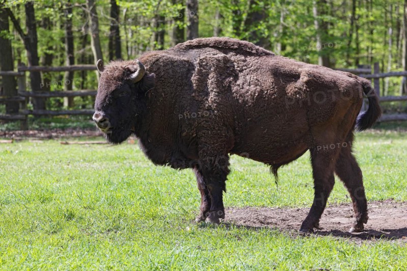 Wisent, European bison (Bos bonasus) also bison bull, bull, captive, Germany, Europe